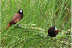 Lonchura atricapilla