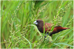 Lonchura atricapilla