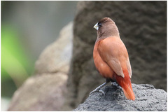 Lonchura atricapilla