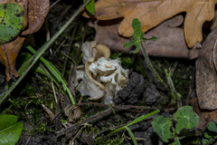 Helvella crispa