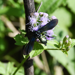 Macrocneme chrysitis