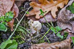 Helvella crispa