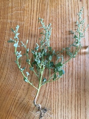 Chenopodium atrovirens