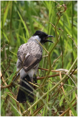 Pycnonotus aurigaster