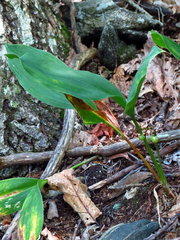 Convallaria pseudomajalis