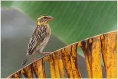 Ploceus manyar