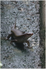 Eutropis multifasciata