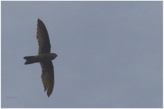 Aerodramus vanikorensis