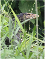 Varanus togianus