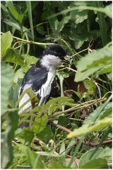 Lalage leucopygialis