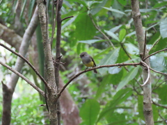 Eopsaltria flaviventris