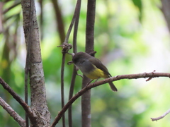 Eopsaltria flaviventris