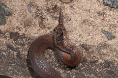 Cacophis squamulosus