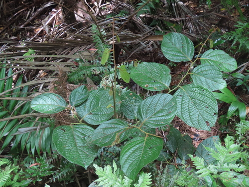 Cryptocarya macrocarpa observed 2019-10-20