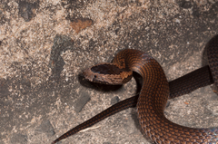 Cacophis squamulosus