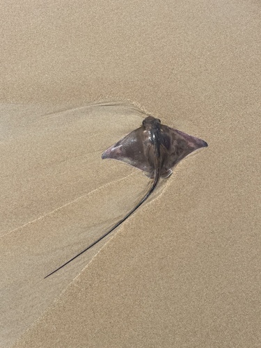 Myliobatis freminvillei