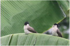 Pycnonotus aurigaster