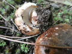 Tricholoma ustaloides