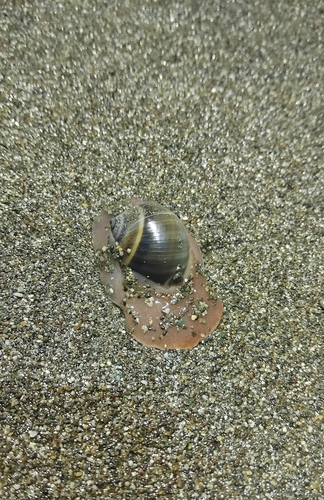Natica unifasciata, 2025-09-05