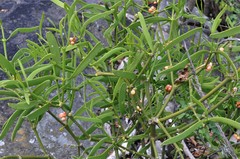 Phoradendron forestierae