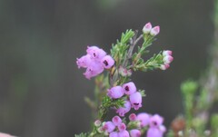 Erica gracilis, photograph (c) Justin Ponder, some rights reserved (CC BY)