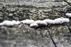 Schizophyllum commune