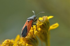 Melanopleurus bicolor