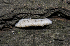 Schizophyllum commune
