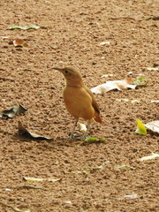 Furnarius rufus