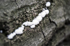 Schizophyllum commune