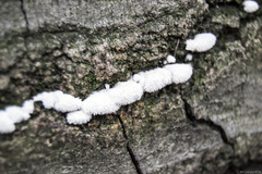 Schizophyllum commune
