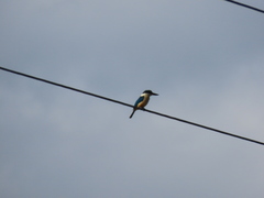 Todiramphus sanctus canacorum