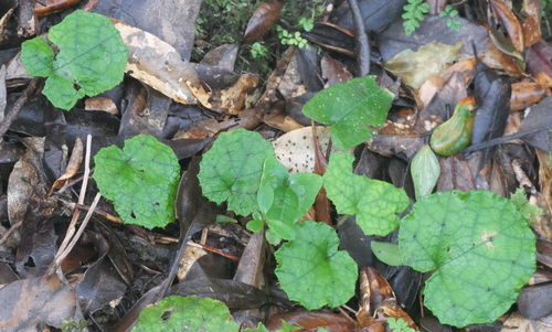 Rubus amamianus iNat (1)