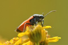 Melanopleurus bicolor