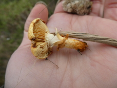 Pholiota lucifera