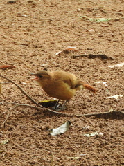 Furnarius rufus