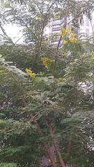 Senna siamea
