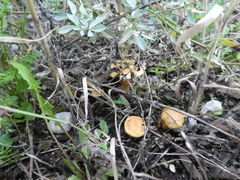 Pholiota lucifera