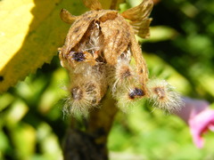 Hibiscus lavateroides