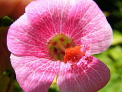 Hibiscus lavateroides