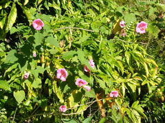 Hibiscus lavateroides