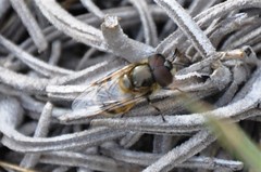 Copestylum marginatum