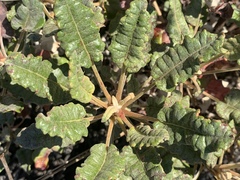 Eriogonum grande rubescens