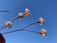 Eriogonum grande rubescens