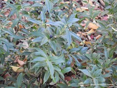 Sarcococca hookeriana digyna