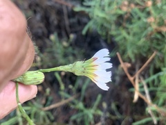 Malacothrix saxatilis implicata