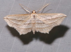 Arcobara multilineata