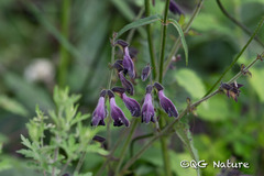 (c) Wang.QG, some rights reserved (CC BY) Salvia castanea, photograph (c) Wang.QG, some rights reserved (CC BY)