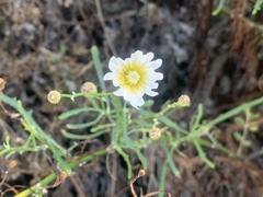 Malacothrix saxatilis implicata