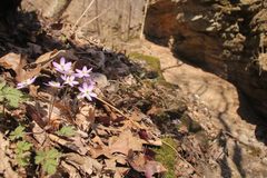 Hepatica acutiloba